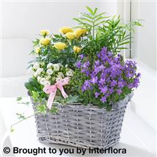 Rose &amp; Kalanchoe Basket