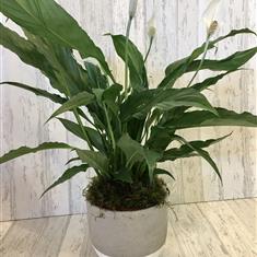 Planted Spathiphyllum plant (with a ceramic container)