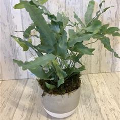 Planted blue Phlebodium with container