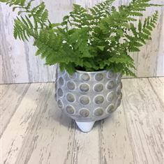 Planted Fern