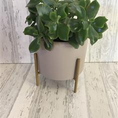 Planted indoor succulent complete with ceramic container
