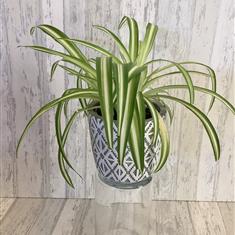 Indoor Chlorophytum plant