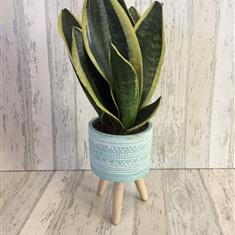 Planted Sanseveria comes with container