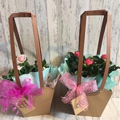 Pink Rose Plant (collection only)