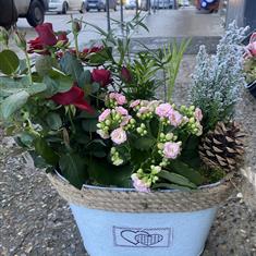 Rose and Kalancheo Christmas planter