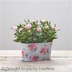 Flourishing Mothers Day  Rose Love