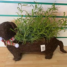 Dachshund Lavender Planter